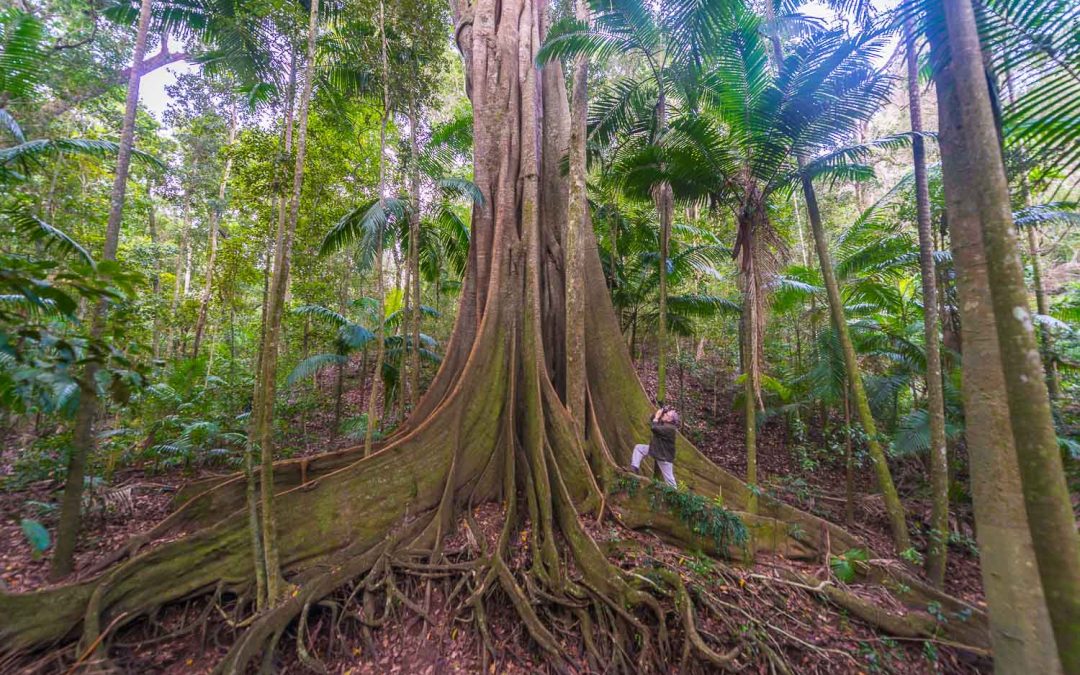 Photographing Australia: Rainforest
