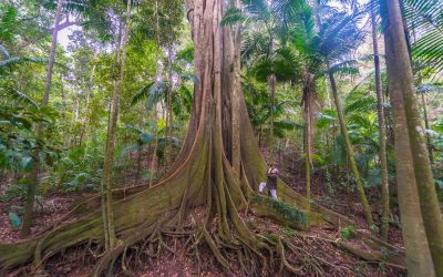 Photographing Australia: Rainforest