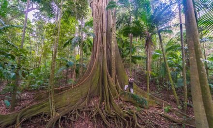 Photographing Australia: Rainforest