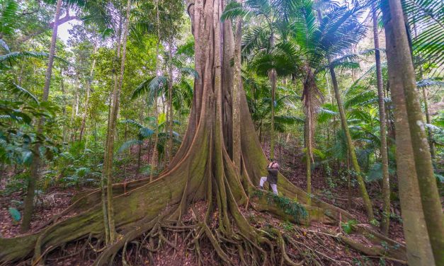 Photographing Australia: Rainforest