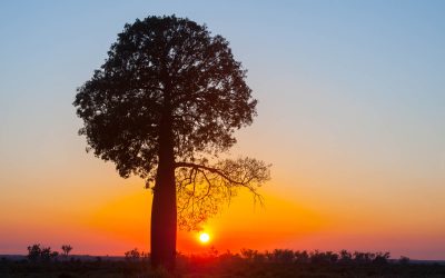 Photographing Australia: Trees