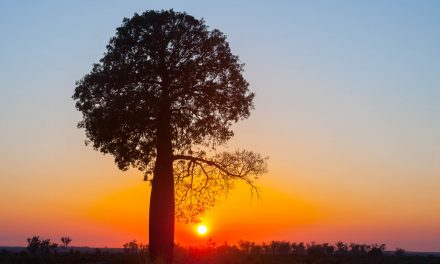 Photographing Australia: Trees