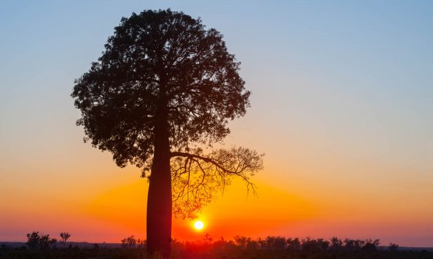 Photographing Australia: Trees