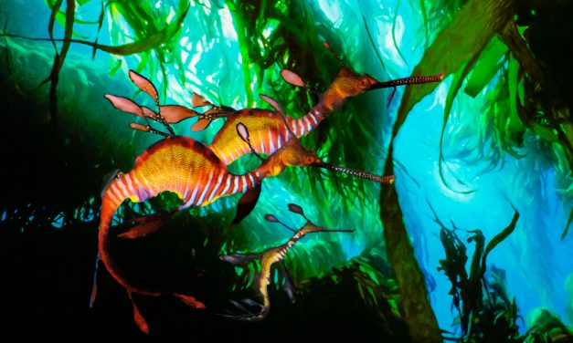 Creative Life: Marine Life – A Pathway to Purpose