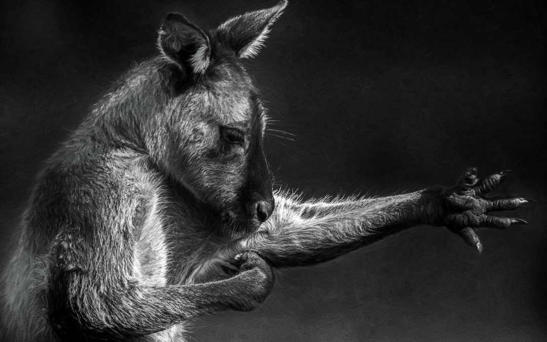 Digital Art: Kangaroos and Wallabies