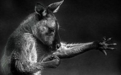 Digital Art: Kangaroos and Wallabies
