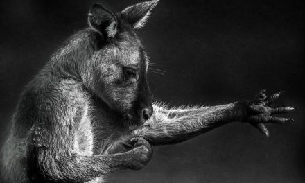Digital Art: Kangaroos and Wallabies