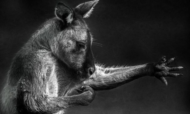 Digital Art: Kangaroos and Wallabies