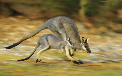 Natural History: A Mammal Connection