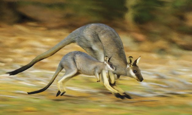 Natural History: A Mammal Connection