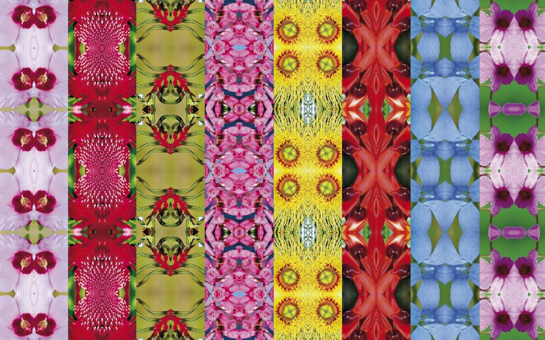 Natural History: Australia’s Floral Emblems