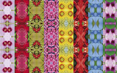 Natural History: Australia’s Floral Emblems