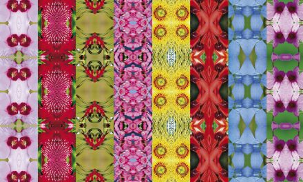 Natural History: Australia’s Floral Emblems