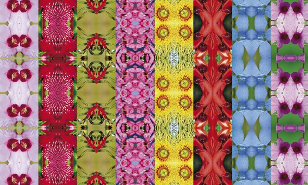 Natural History: Australia’s Floral Emblems
