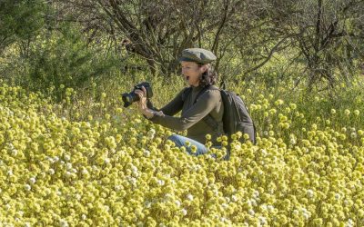Photographing Australia: Wildflowers