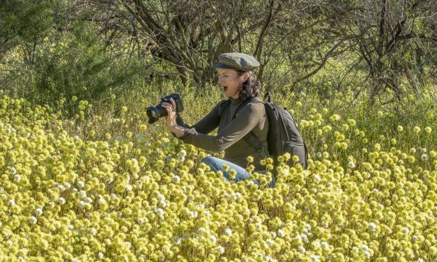 Photographing Australia: Wildflowers