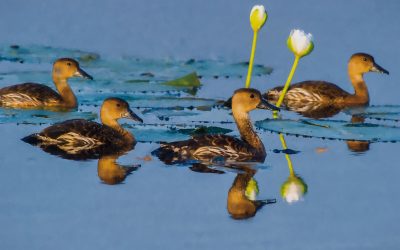 Digital Art: Waterbirds