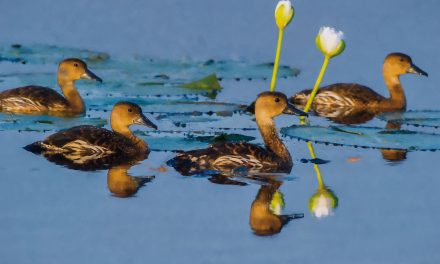 Digital Art: Waterbirds