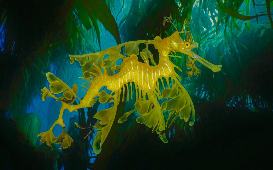 Digital Art: Sea Life