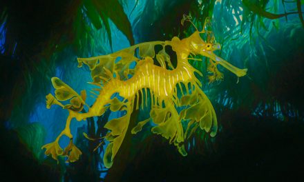Digital Art: Sea Life