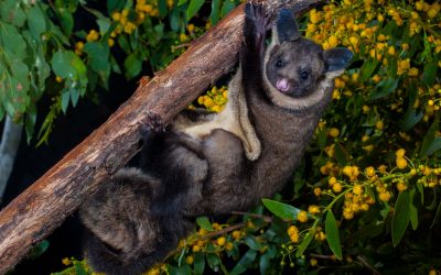 Natural History: Possums and Gliders