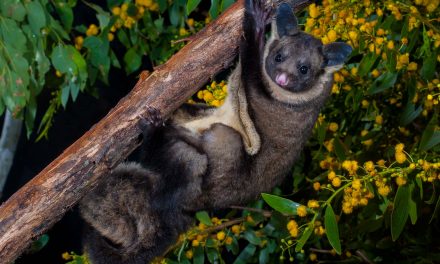 Natural History: Possums and Gliders