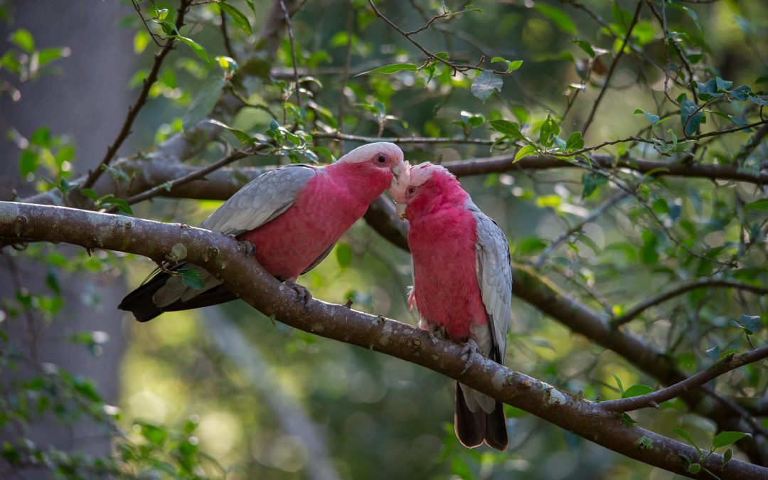 Natural History: Australian Parrots