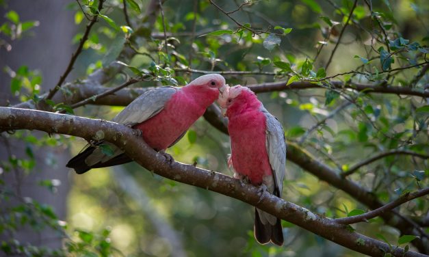 Natural History: Australian Parrots