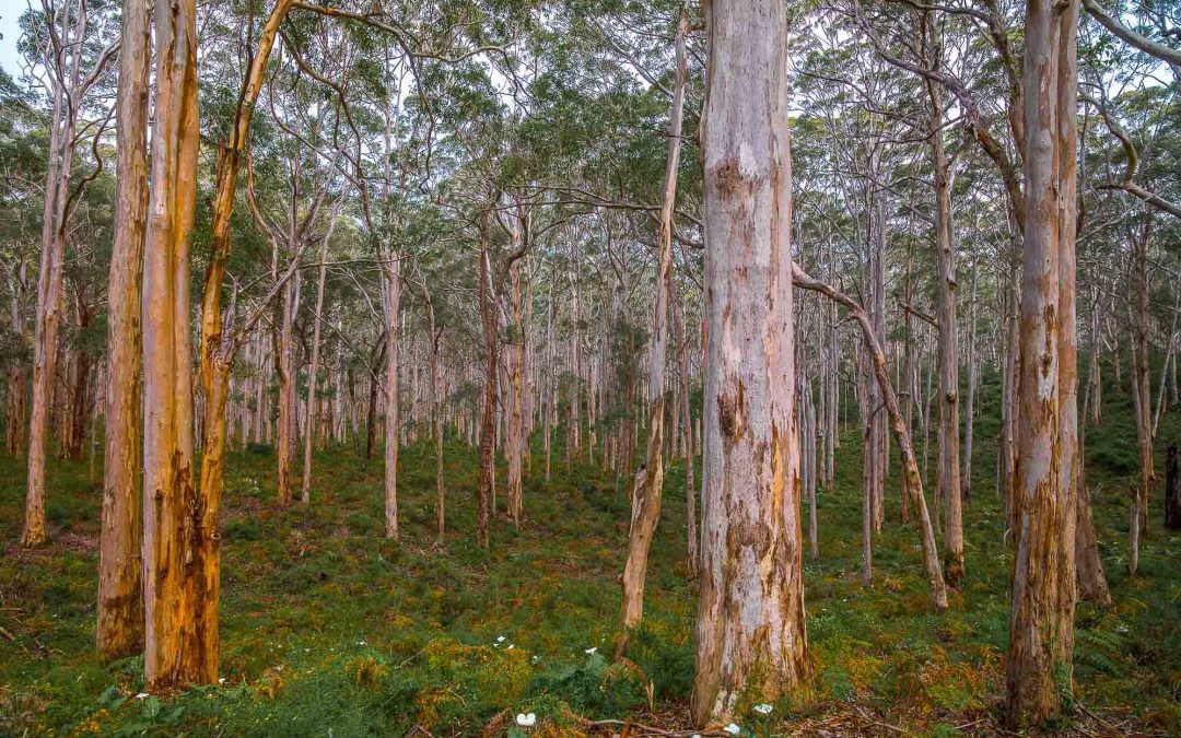Natural History: Dry Sclerophyll Forests