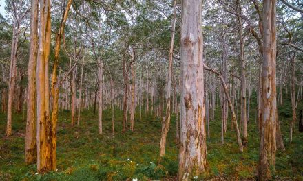 Natural History: Dry Sclerophyll Forests