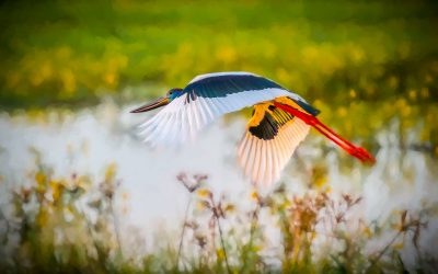 Creative Life: Dare to Fly