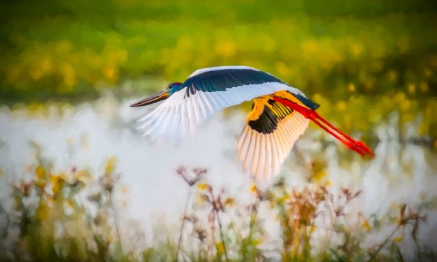Digital Art: Australian Birds