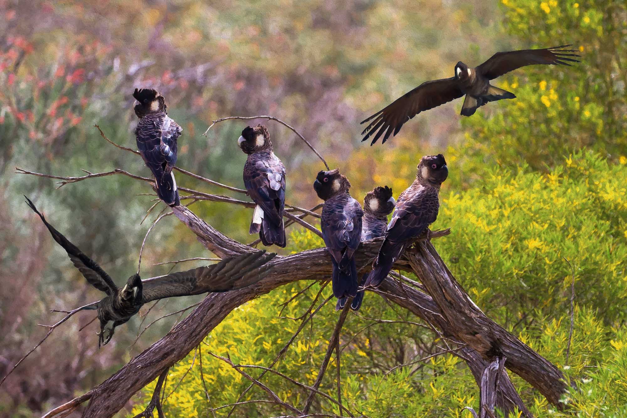 SteveParish-NatureConnect.com.au - Digital Art- Birds -Carnaby's Black Cockatoos -SPNC-BI35J9772