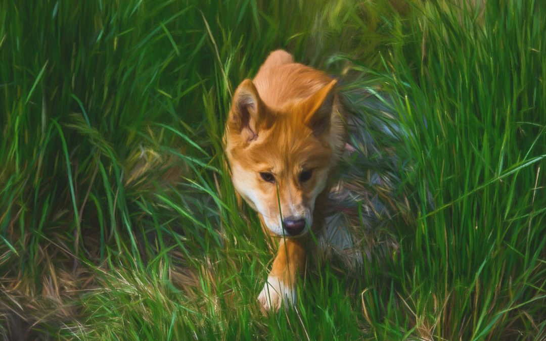 Digital Art: Australia’s Dingo