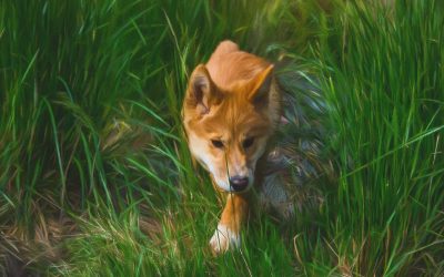 Digital Art: Australia’s Dingo