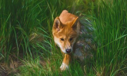 Digital Art: Australia’s Dingo