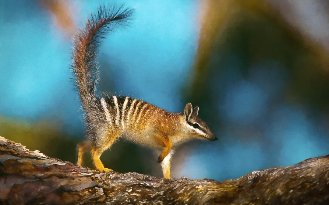 Digital Art: Australian Wildlife