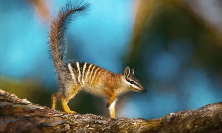 Digital Art: Australian Wildlife