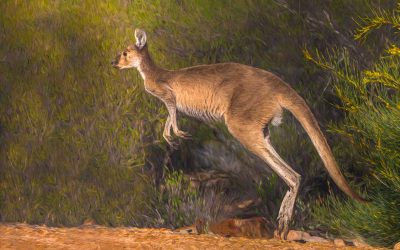 Natural History: Kangaroos and Wallabies