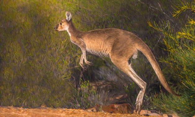 Natural History: Kangaroos and Wallabies