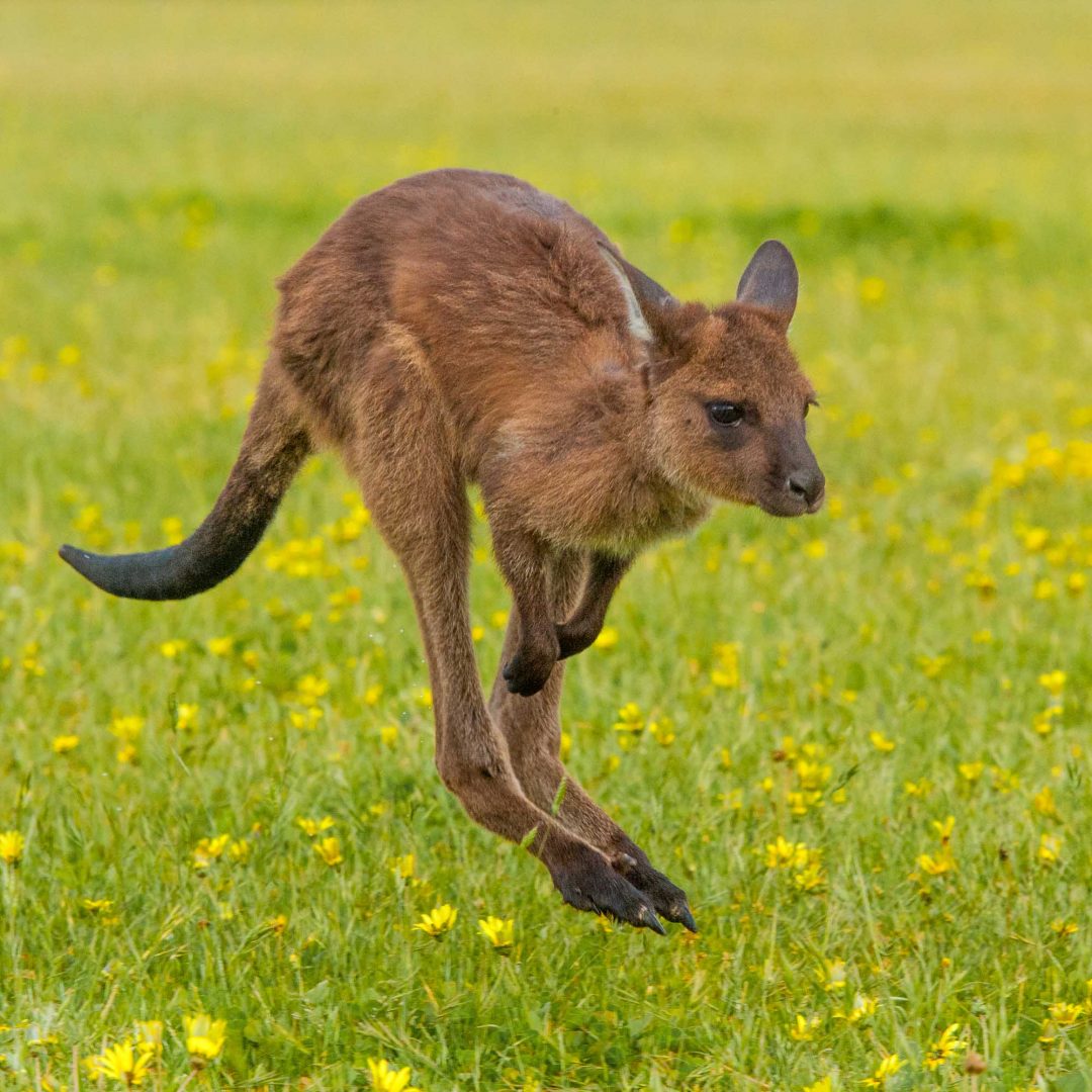 kangaroos patta