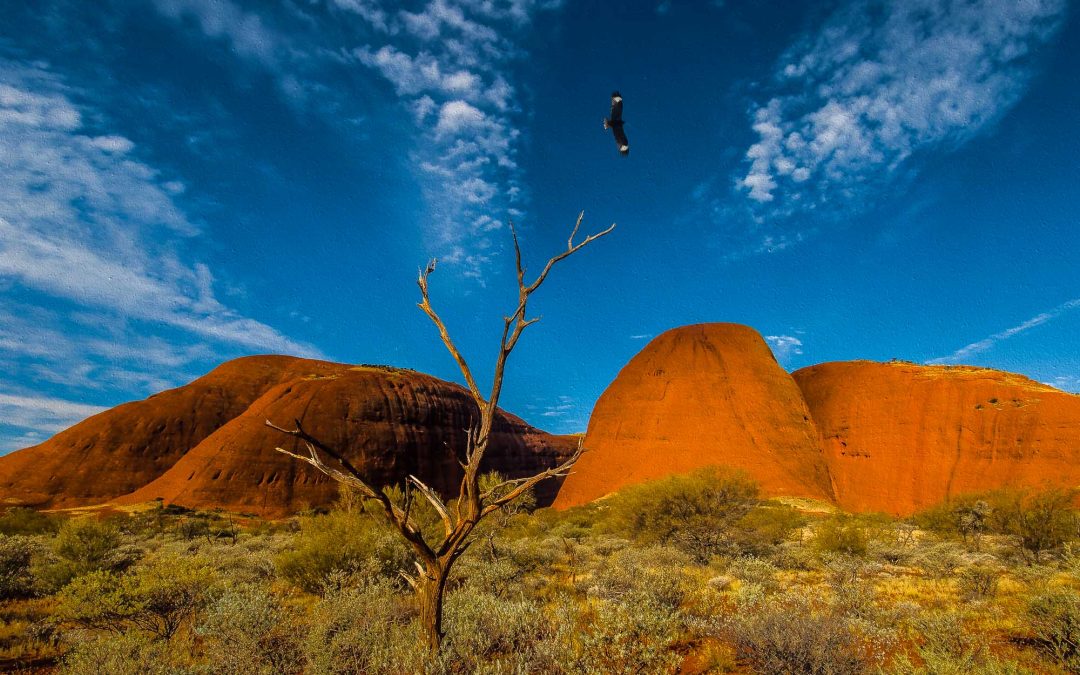 Digital Art: Australia’s Arid Lands