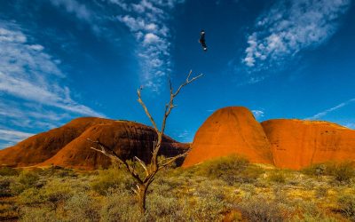 Digital Art: Australia’s Arid Lands