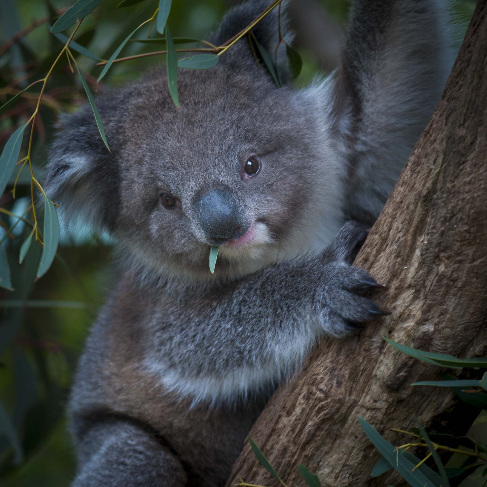 その他 THE KOALA: A Natural History その他 THE KOALA: A Natural History Koala: A Natural History and