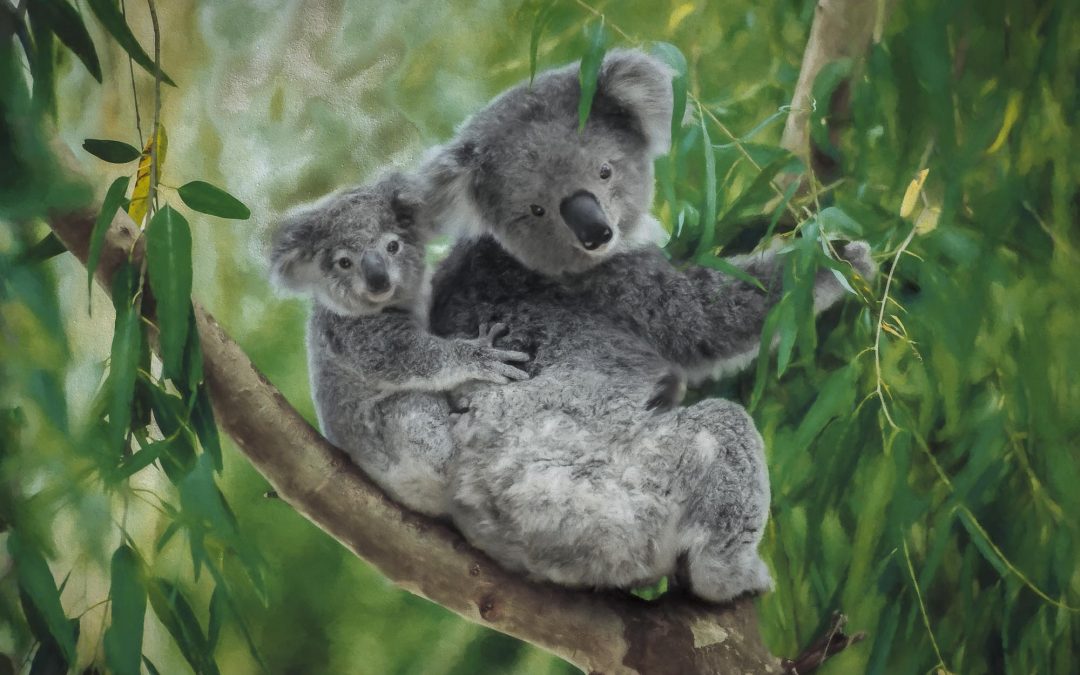 Natural History: Celebrating the Koala