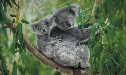 Natural History: Celebrating the Koala