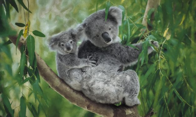 Natural History: Celebrating the Koala