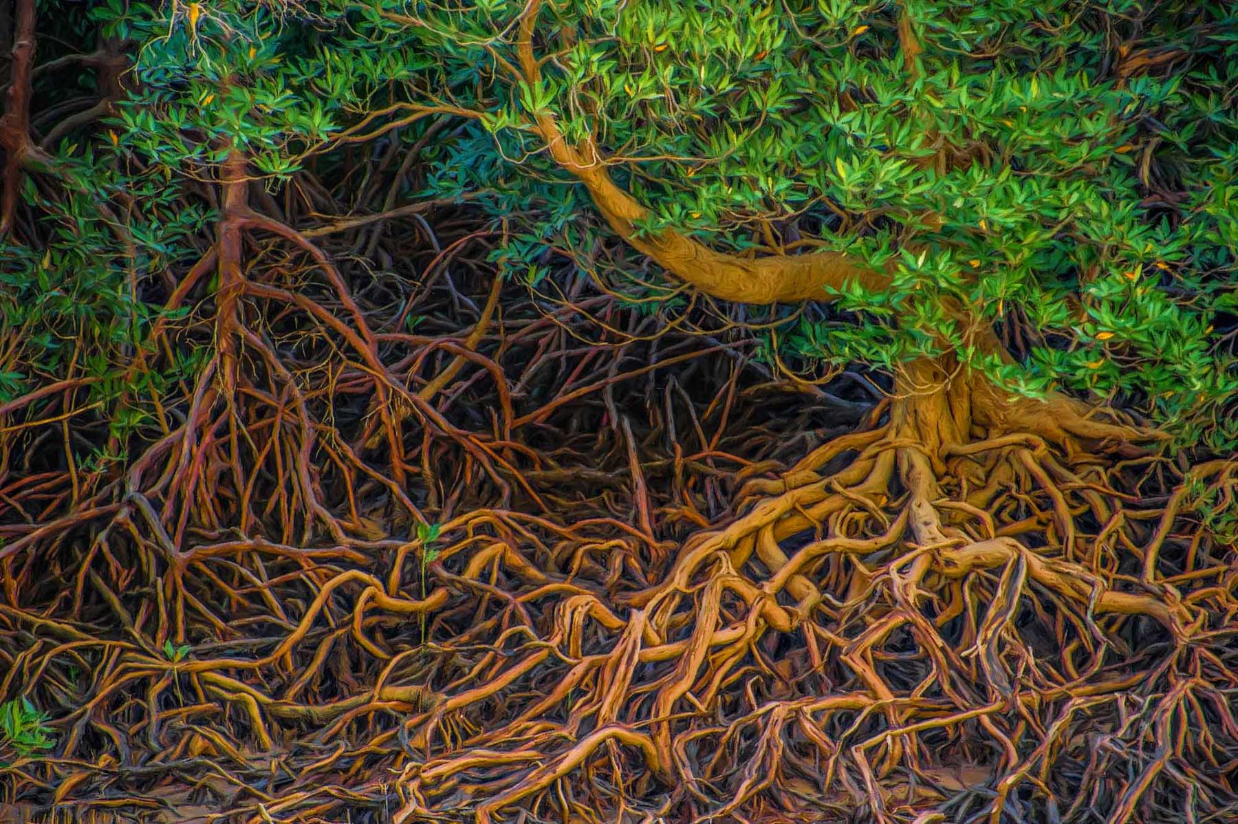 Digital Art Australian Trees - steveparish-natureconnect.com.auSPNC-TREE271044 Rhizophora Forest