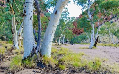 Photographing Australia: The Red Centre