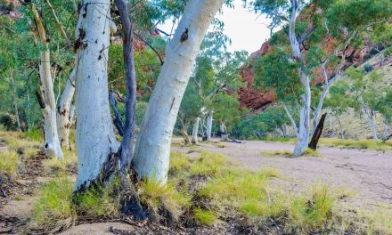 Photographing Australia: The Red Centre